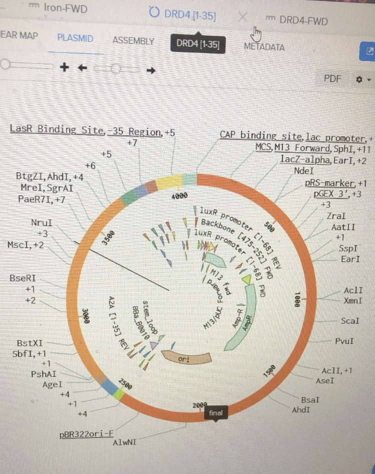 Plasmid_Design
